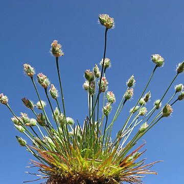 Centrolepis strigosa unspecified picture