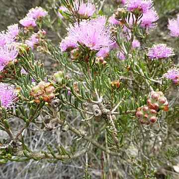 Melaleuca carrii unspecified picture