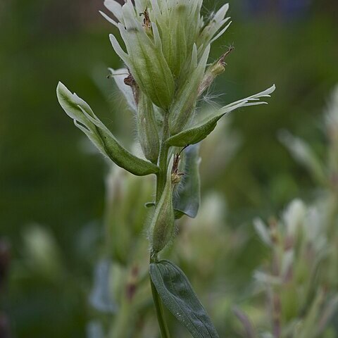 Castilleja caudata unspecified picture