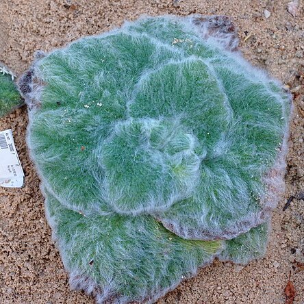 Calceolaria lanigera unspecified picture