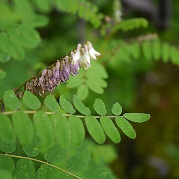 Astragalus chlorostachys unspecified picture