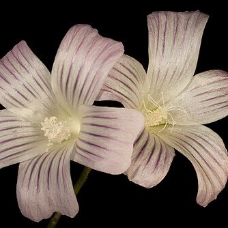 Malva weinmanniana unspecified picture