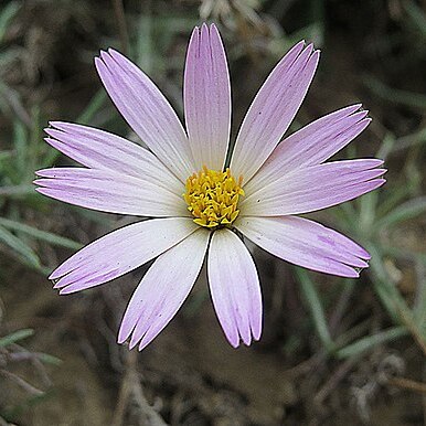 Onoseris hyssopifolia unspecified picture