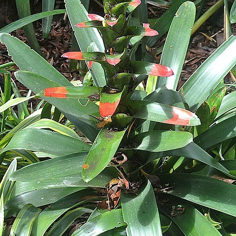 Guzmania gloriosa unspecified picture