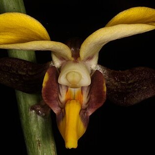 Eulophia streptopetala var. streptopetala unspecified picture