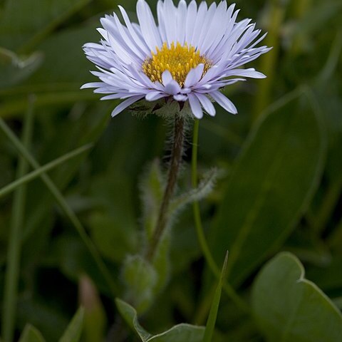 Erigeron grandiflorus unspecified picture