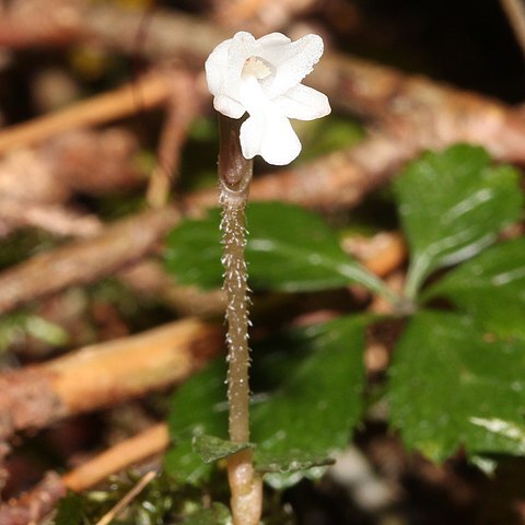 Myrmechis japonica unspecified picture