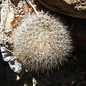 Mammillaria brandegeei subsp. gabbii unspecified picture