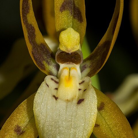 Brassia warszewiczii unspecified picture