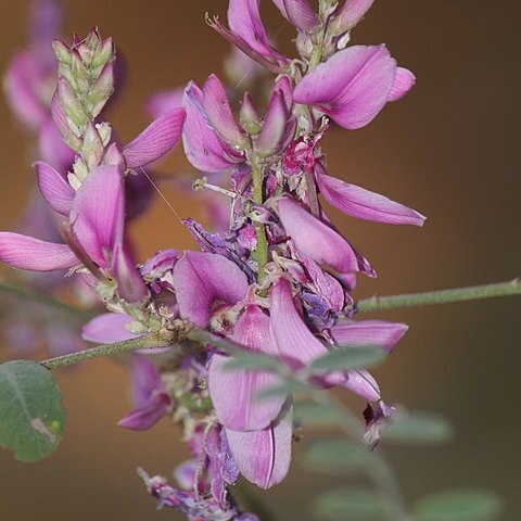 Indigofera cassioides unspecified picture