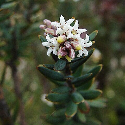 Acrothamnus unspecified picture