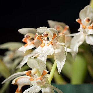 Coelogyne assamica unspecified picture