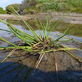 Isolepis producta unspecified picture