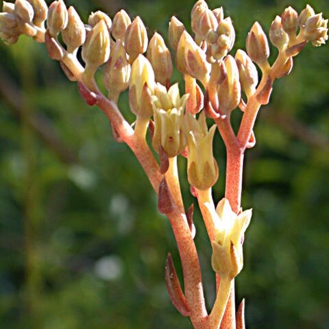 Dudleya abramsii subsp. setchellii unspecified picture