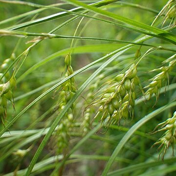 Carex sprengelii unspecified picture