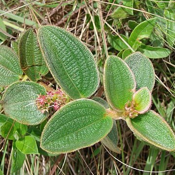 Ossaea congestiflora unspecified picture