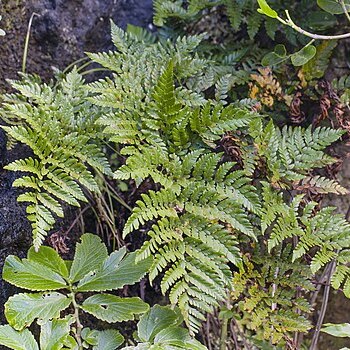 Polystichum whiteleggei unspecified picture