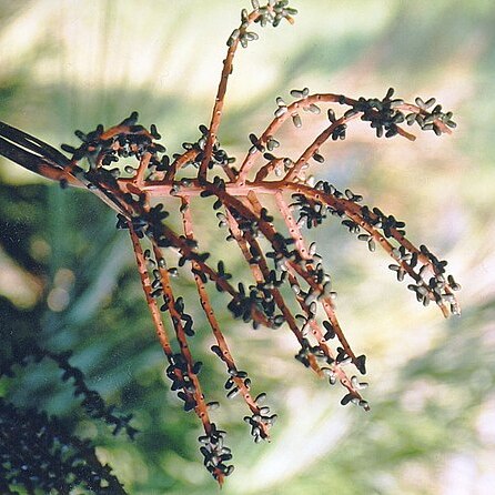 Chamaedorea angustisecta unspecified picture