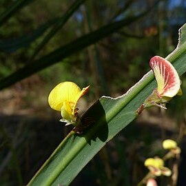 Bossiaea ensata unspecified picture