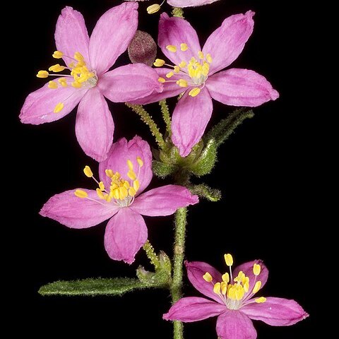 Asterolasia grandiflora unspecified picture