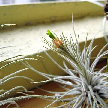 Tillandsia plumosa unspecified picture