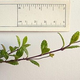 Lantana salzmannii unspecified picture