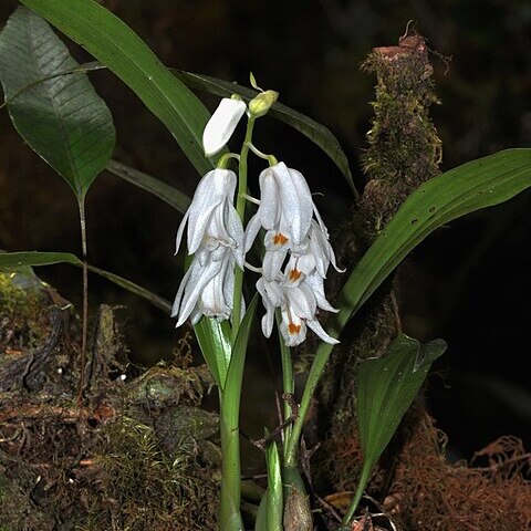 Coelogyne kemiriensis unspecified picture