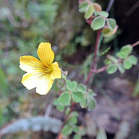 Oxalis lotoides unspecified picture