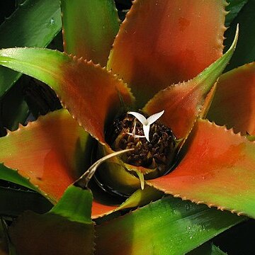 Neoregelia wurdackii unspecified picture