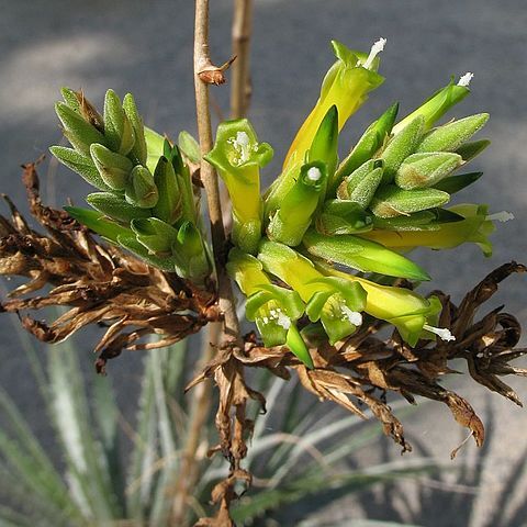 Deuterocohnia glandulosa unspecified picture