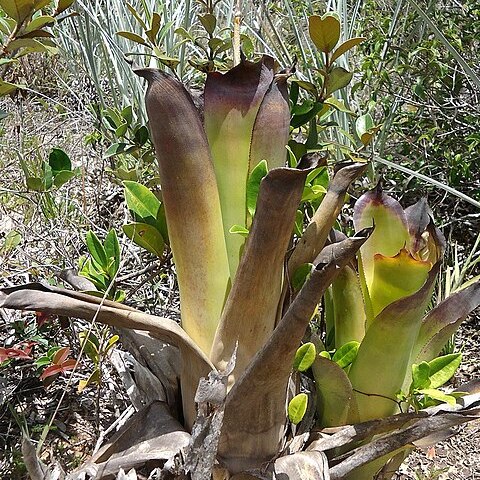 Hohenbergia littoralis unspecified picture