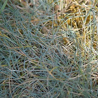 Festuca longifolia unspecified picture