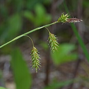 Carex castanea unspecified picture