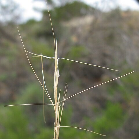 Aristida contorta unspecified picture