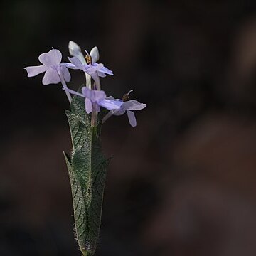 Eranthemum purpurascens unspecified picture