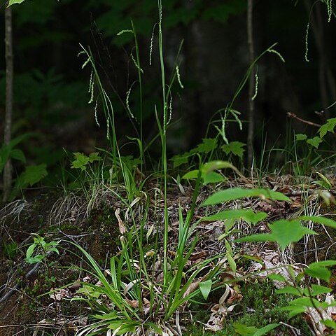 Carex arctata unspecified picture