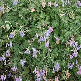 Corydalis cashmeriana unspecified picture