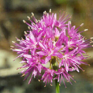 Allium columbianum unspecified picture