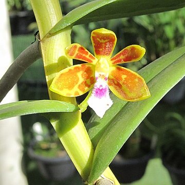 Trichoglottis seidenfadenii unspecified picture