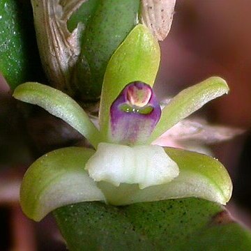 Scaphyglottis boliviensis unspecified picture