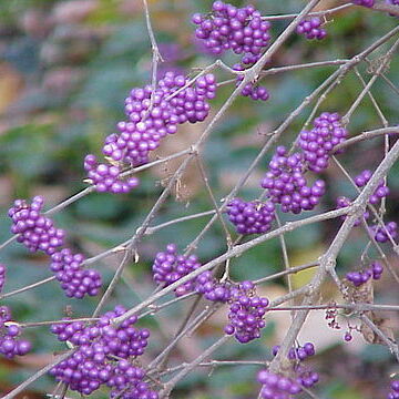 Callicarpa bodinieri unspecified picture