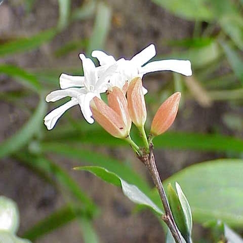 Erythrochiton brasiliensis unspecified picture