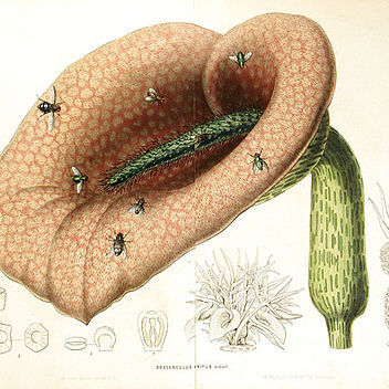 Helicodiceros unspecified picture