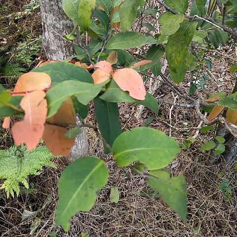 Diospyros hillebrandii unspecified picture