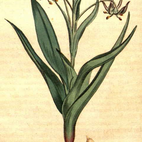 Ornithoglossum unspecified picture