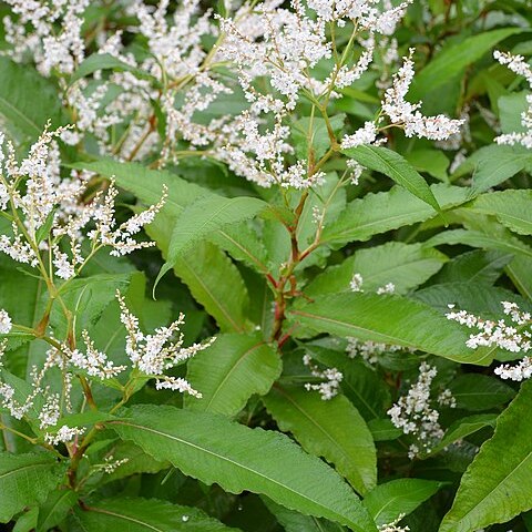 Persicaria wallichii unspecified picture