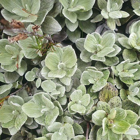 Celmisia discolor unspecified picture