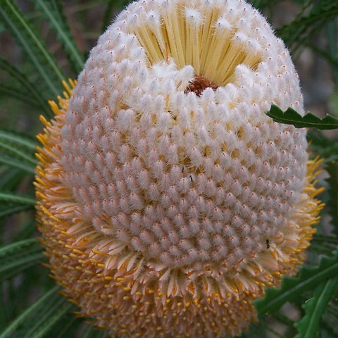 Banksia hookeriana unspecified picture