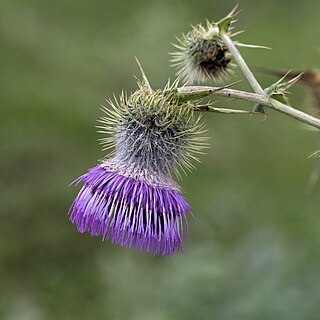 Cirsium osseticum unspecified picture