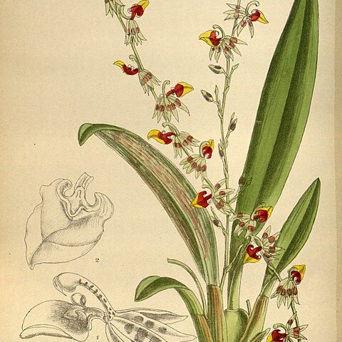 Oncidium poikilostalix unspecified picture